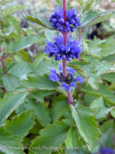 Caryopteris incana