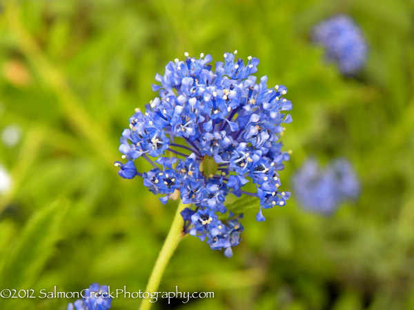 Ceanothus ‘Concha’