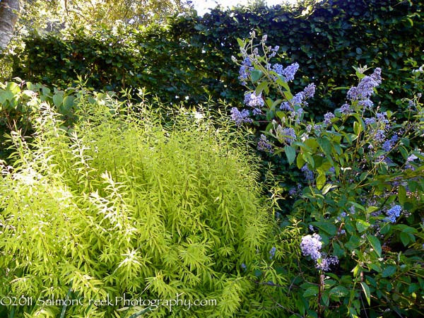 Ceanothus delileanus Gloire de Versailles