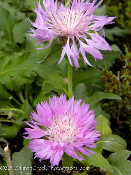 Centaurea hypoleuca John Coutts