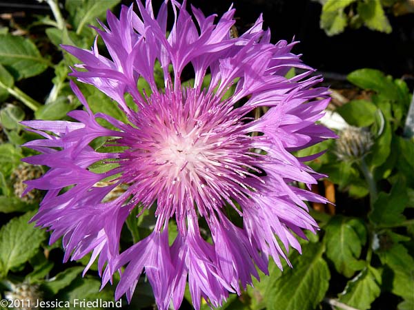 Centaurea hypoleuca John Coutts