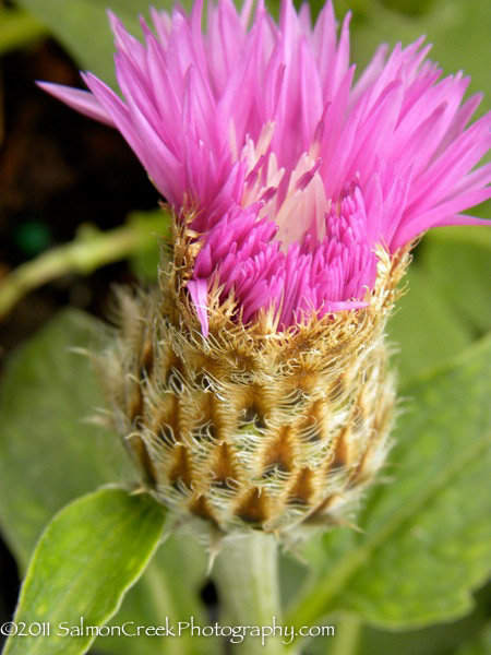 Centaurea hypoleuca John Coutts