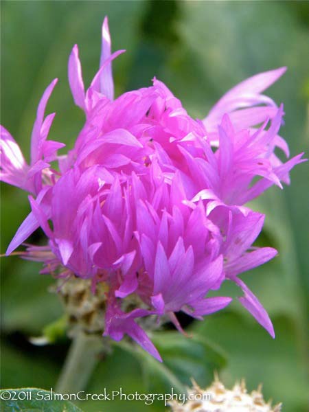 Centaurea hypoleuca John Coutts