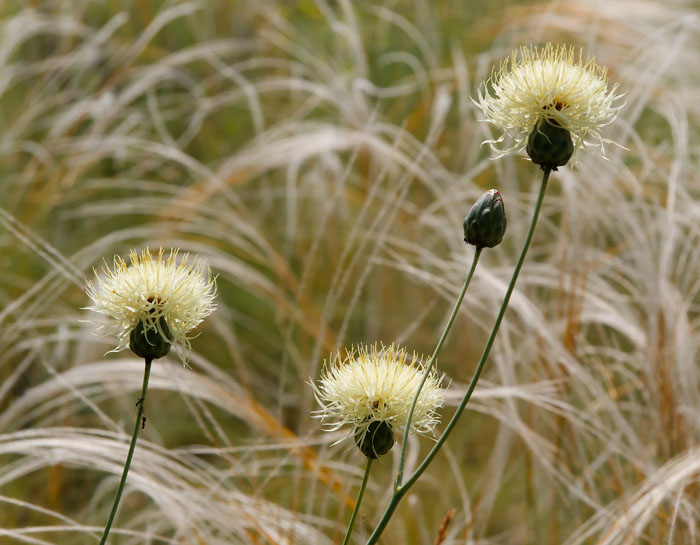 Centaurea.php