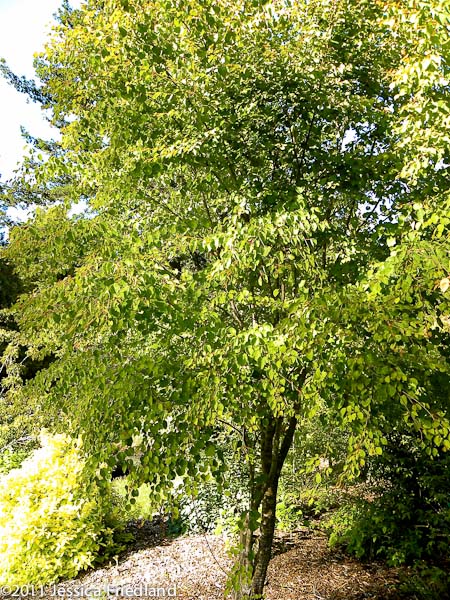 Cercidiphyllum japonicum