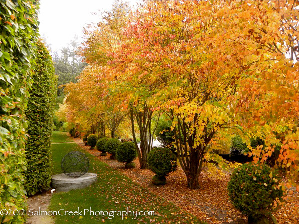 <i>Cercidiphyllum japonicum</i>