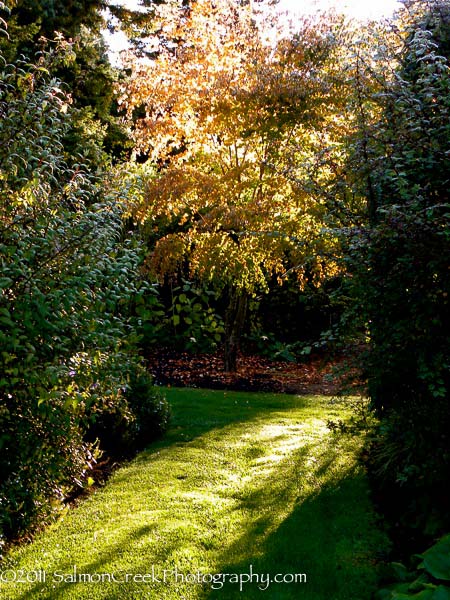 Cercidiphyllum japonicum