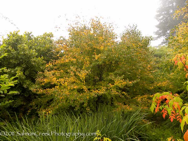 Cercidiphyllum japonicum