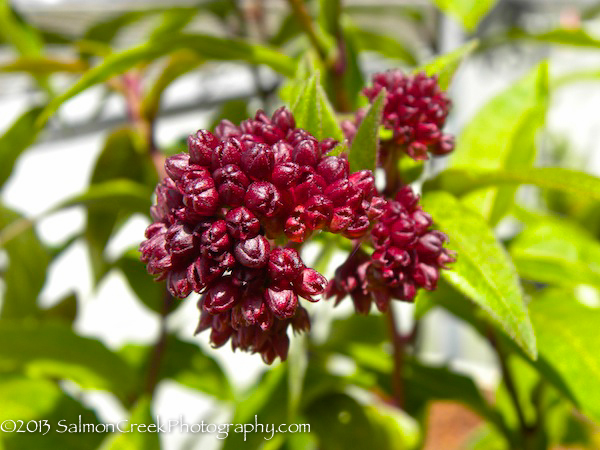 Cestrum Newellii