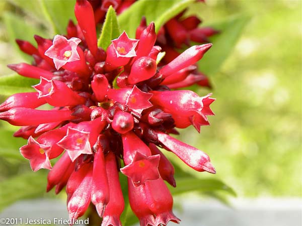 Cestrum Newellii