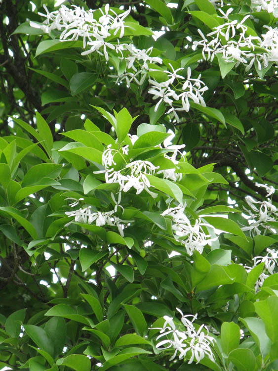 Chionanthus retusus