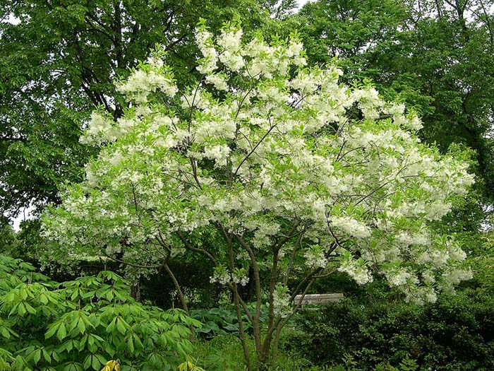 Chionanthus virginicus