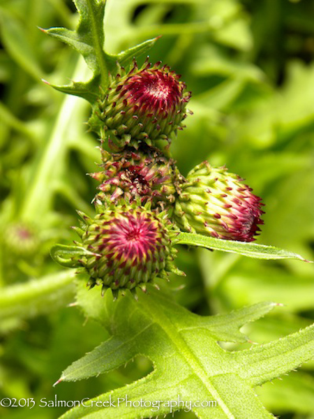 Cirsium rivulare Atropurpureum