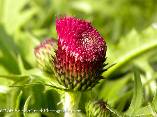 Cirsium rivulare ‘Atropurpureum’