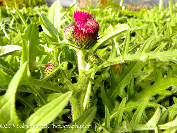 Cirsium rivulare ‘Atropurpureum’