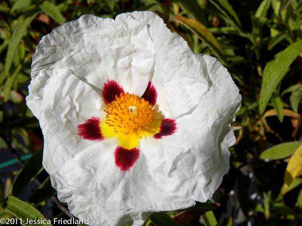 Cistus x purpureus Alan Fradd