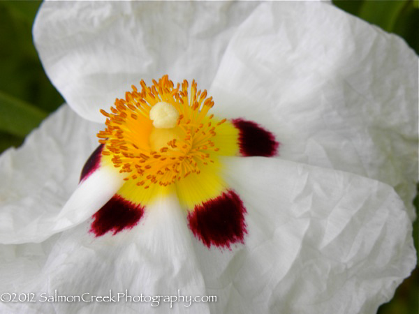 Cistus.php