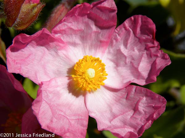 Cistus ‘Anne Palmer’