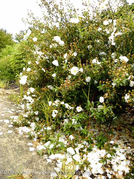 Cistus ladanifer ‘Bennetts White’