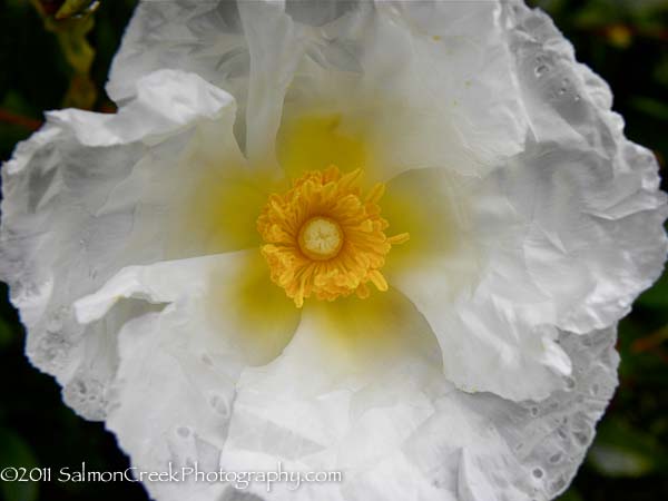 Cistus ladanifer Bennett’s White