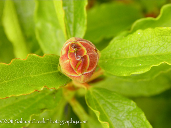 Cistus x aguilarii Maculatus