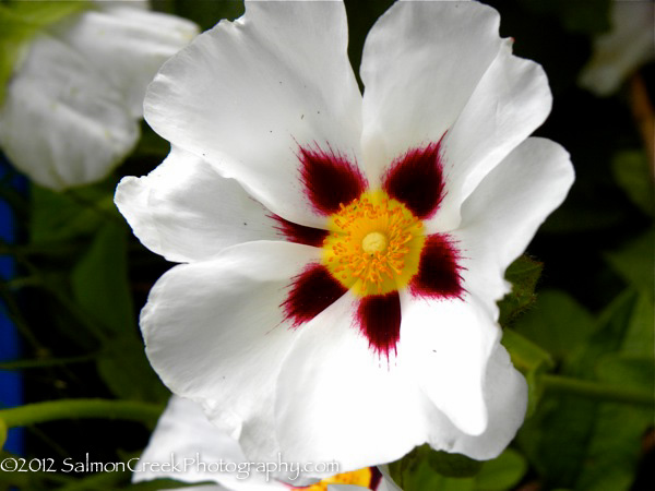 Cistus Snow Fire