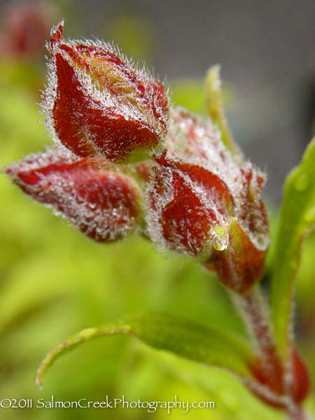 Cistus x oblongifolius