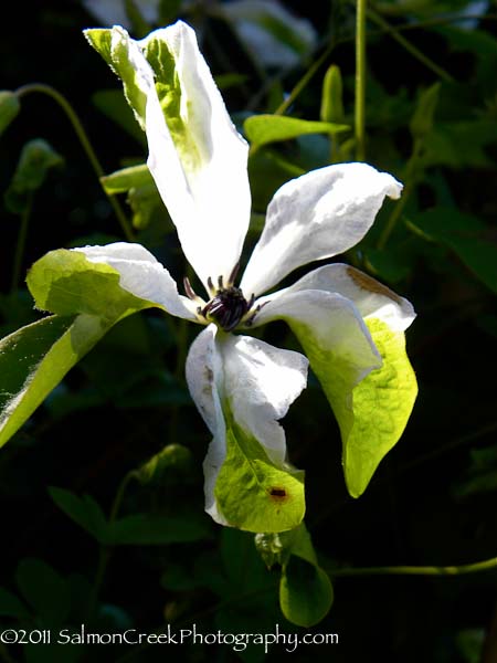 <i>Clematis viticella</i> ‘Alba Luxurians’