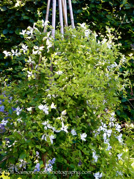 Clematis viticella ‘Alba Luxurians’