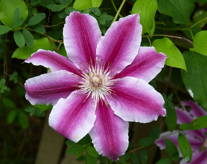 Clematis ‘Doctor Ruppel’