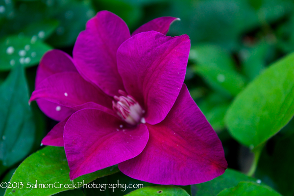 Clematis ‘Kilian Donahue’