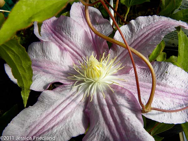 <i>Clematis</i> ‘Morning Mist’