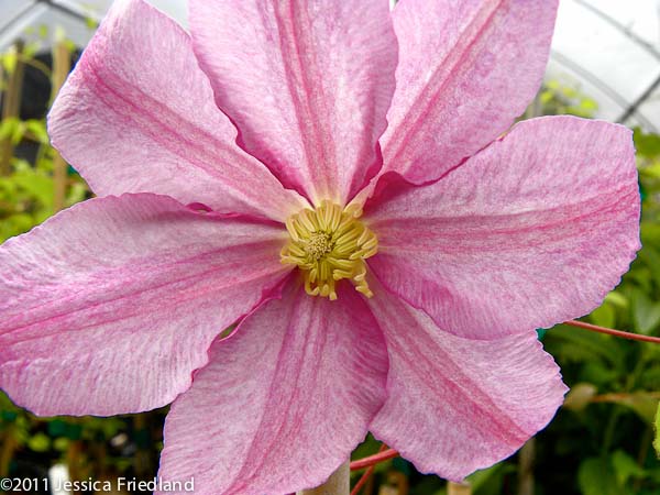 Clematis ‘Morning Mist’