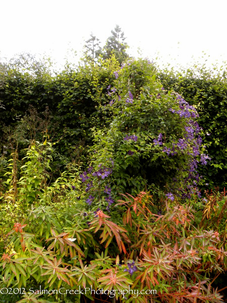 Clematis viticella ‘Polish Spirit’