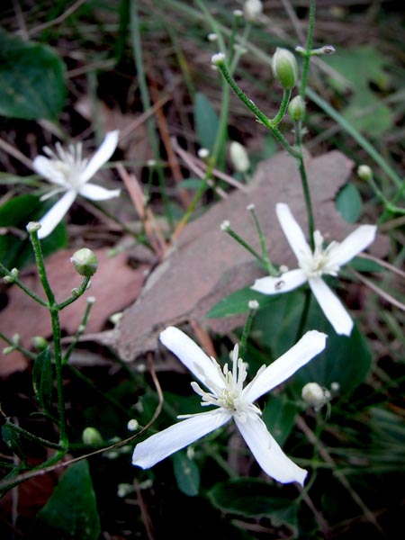 Clematis terniflora