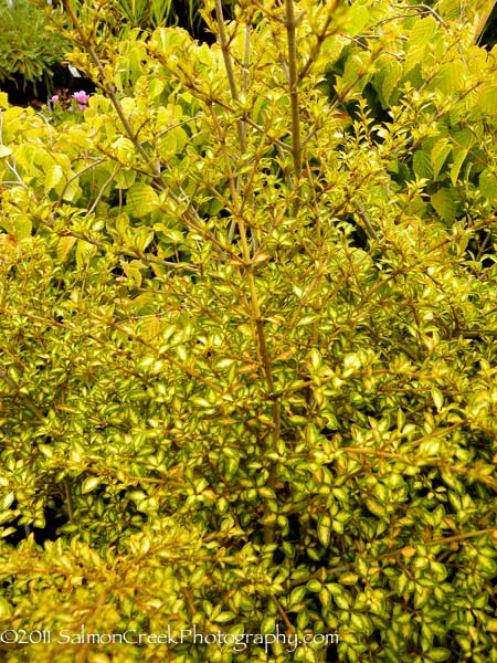 <i>Coprosma</i> ‘Beatson’s Gold’