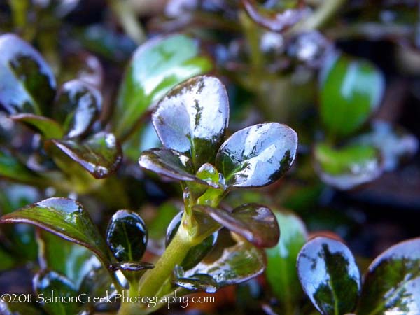 Coprosma Roy’s Red