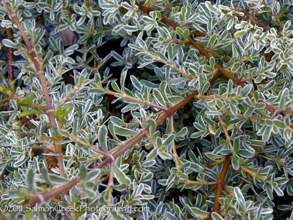 Coprosma kirkii Variegata