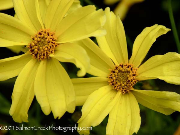 Coreopsis Créme Brulée