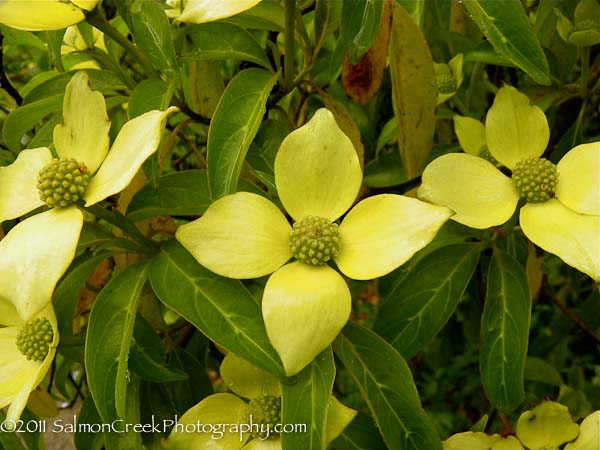 <i>Cornus capitata</i>