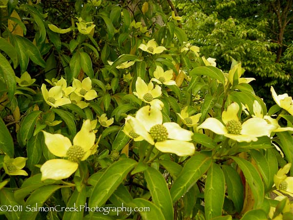 Cornus capitata