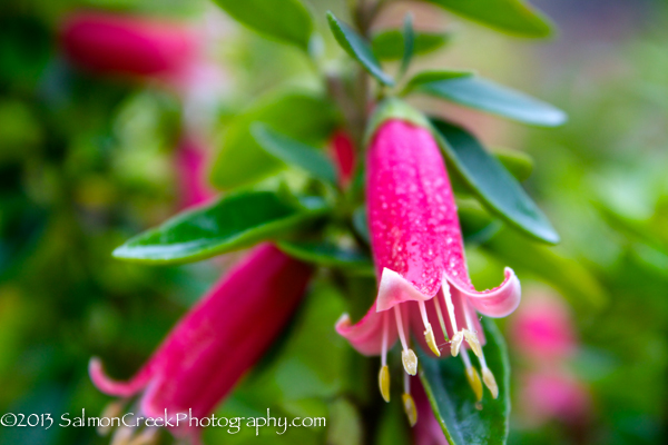 Correa Dusky Bells