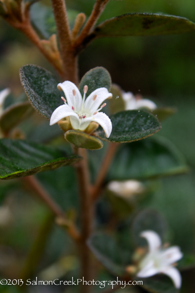 Correa alba (Bronze Select)