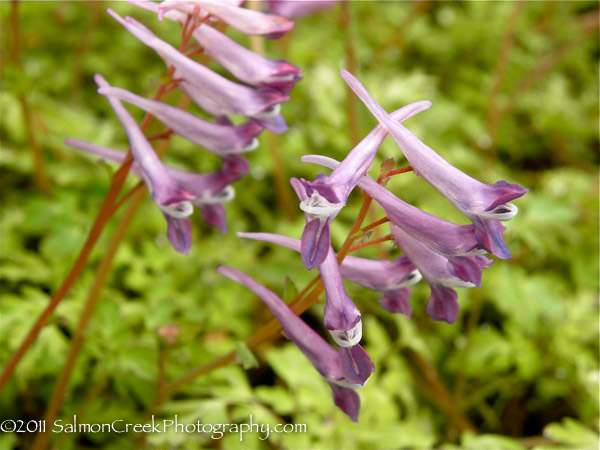 Corydalis Blackberry Wine