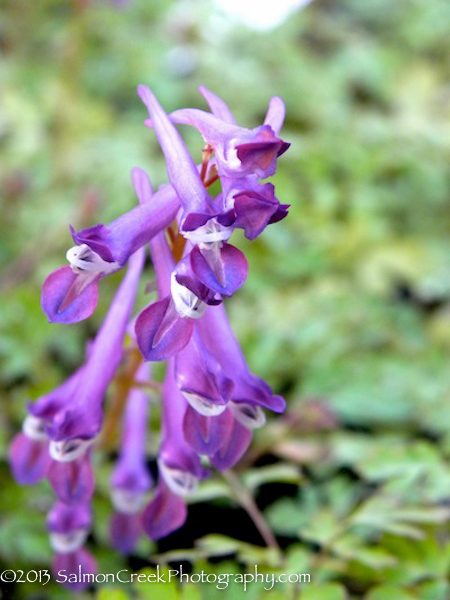 Corydalis ‘Blackberry Wine’