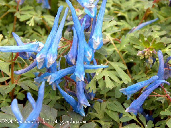 Corydalis curviflora ‘Blue Heron’