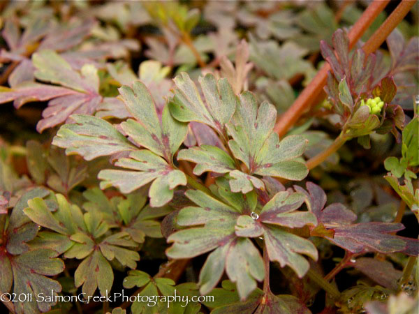 Corydalis flexuosa ‘Purple Leaf’