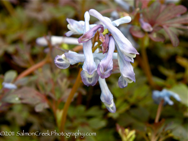 Corydalis flexuosa Purple Leaf