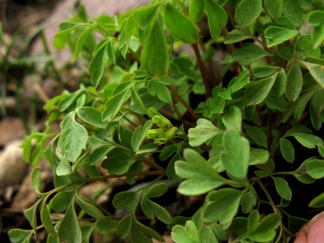 Corydalis ochroleuca
