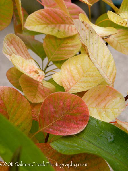 Cotinus ‘Golden Spirit’